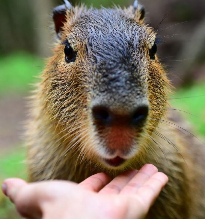 capybara calmly interacting with a human hand